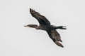 Neotropic Cormorant Nannopterum brasilianum brasilianum (Olivaceous Cormorant)