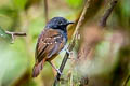 Northern Chestnut-tailed Antbird Sciaphylax castanea castanea (Zimmer's Antbird)