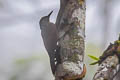 Ocellated Woodcreeper Xiphorhynchus ocellatus perplexus