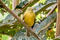 Ochre-bellied Flycatcher Mionectes oleagineus oleagineus