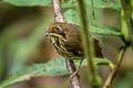 Ochre-fronted Antpitta Grallaricula ochraceifrons