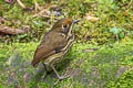 Ochre-fronted Antpitta Grallaricula ochraceifrons