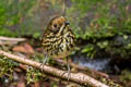 Ochre-fronted Antpitta Grallaricula ochraceifrons