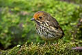 Ochre-fronted Antpitta Grallaricula ochraceifrons