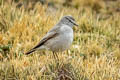 Ochre-naped Ground Tyrant Muscisaxicola flavinucha flavinucha