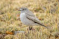 Ochre-naped Ground Tyrant Muscisaxicola flavinucha flavinucha