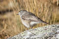 Ochre-naped Ground Tyrant Muscisaxicola flavinucha flavinucha