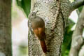 Olivaceous Woodcreeper Sittasomus griseicapillus amazonus