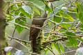 Olive-backed Woodcreeper Xiphorhynchus triangularis triangularis