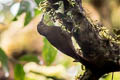 Olive-backed Woodcreeper Xiphorhynchus triangularis triangularis