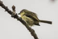 Olive-faced Flatbill Tolmomyias viridiceps viridiceps (Upper Amazonian Flycatcher)