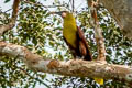 Olive Oropendola Psarocolius bifasciatus yuracares (Amazonian Oropendola)