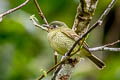 Olive-streaked Flycatcher Mionectes galbinus fasciaticollis 