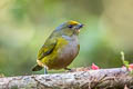 Orange-bellied Euphonia Euphonia xanthogaster brunneifrons