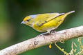 Orange-bellied Euphonia Euphonia xanthogaster brunneifrons