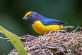 Orange-bellied Euphonia Euphonia xanthogaster brunneifrons