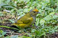 Orange-bellied Euphonia Euphonia xanthogaster brunneifrons