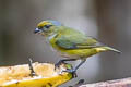 Orange-bellied Euphonia Euphonia xanthogaster quitensis