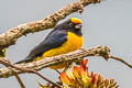 Orange-bellied Euphonia Euphonia xanthogaster quitensis