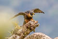 Orange-breasted Falcon Falco deiroleucus