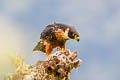 Orange-breasted Falcon Falco deiroleucus