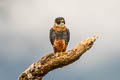 Orange-breasted Falcon Falco deiroleucus