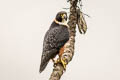 Orange-breasted Falcon Falco deiroleucus