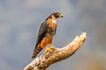 Orange-breasted Falcon Falco deiroleucus