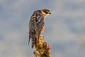 Orange-breasted Falcon Falco deiroleucus