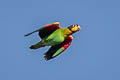 Orange-cheeked Parrot Pyrilia barrabandi aurantiigena