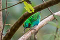 Orange-eared Tanager Chlorochrysa calliparaea bourcieri 