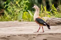 Orinoco Goose Neochen jubata