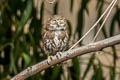 Pacific Pygmy Owl Glaucidium peruanum (Peruvian Pygmy Owl)