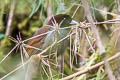 Pale-billed Antpitta Grallaria carrikeri