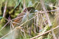 Pale-billed Antpitta Grallaria carrikeri