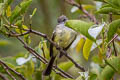 Pale-edged Flycatcher Myiarchus cephalotes cephalotes