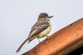 Pale-edged Flycatcher Myiarchus cephalotes cephalotes