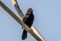 Pale-eyed Blackbird Agelasticus xanthophthalmus