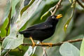 Pale-eyed Thrush Turdus leucops