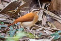 Pale-legged Hornero Furnarius leucopus tricolor