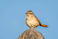 Pale-tailed Canastero Asthenes huancavelicae ssp. nov.