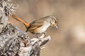 Pale-tailed Canastero Asthenes huancavelicae ssp. nov.