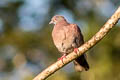 Pale-vented Pigeon Patagioenas cayennensis sylvestris