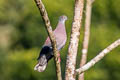 Pale-vented Pigeon Patagioenas cayennensis sylvestris