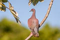 Pale-vented Pigeon Patagioenas cayennensis sylvestris