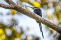 Paradise Jacamar Galbula dea brunneiceps 