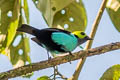 Paradise Tanager Tangara chilensis chilensis