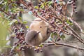 Capped Conebill Conirostrum albifrons sordidum