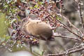 Capped Conebill Conirostrum albifrons sordidum