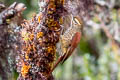 Pearled Treerunner Margarornis squamiger peruvianus